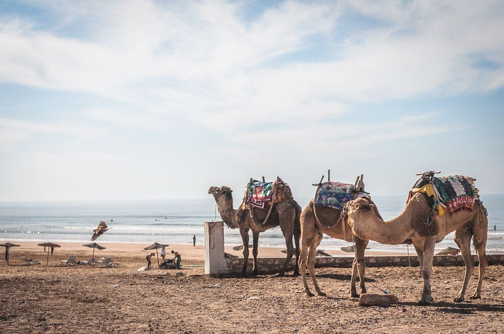 Surfing Essaouira Morocco Sidi Kaouki Lovingsurf