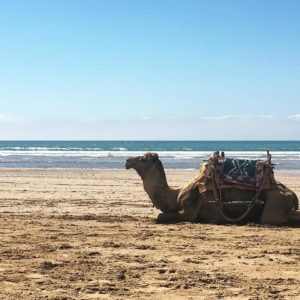 Explore Essaouira Lovingsurf kite surf Morocco