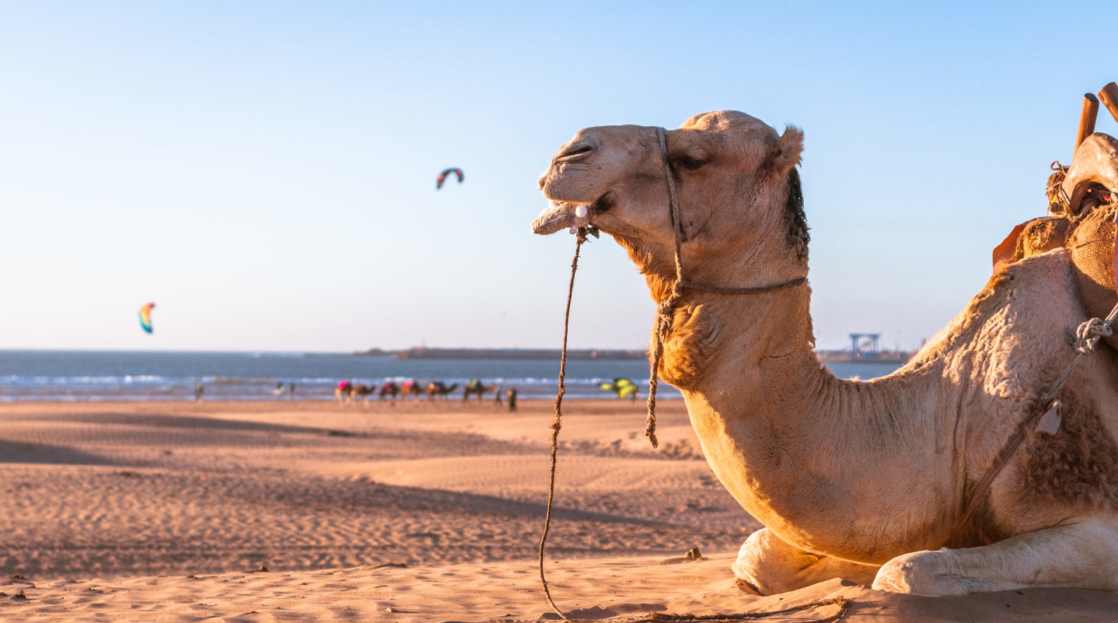 Loving surf school camp essaouira morocco