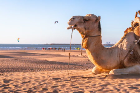 Camels at Essaouira Beach with kitesurfer in water