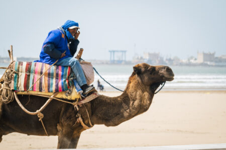 Camel and rider with Berber traditional jellaba side on the beach in Essaouira with the port and Medina in the background